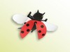 insects