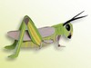 insects