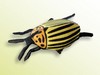 insects