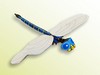 insects