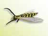 insects