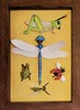 insects